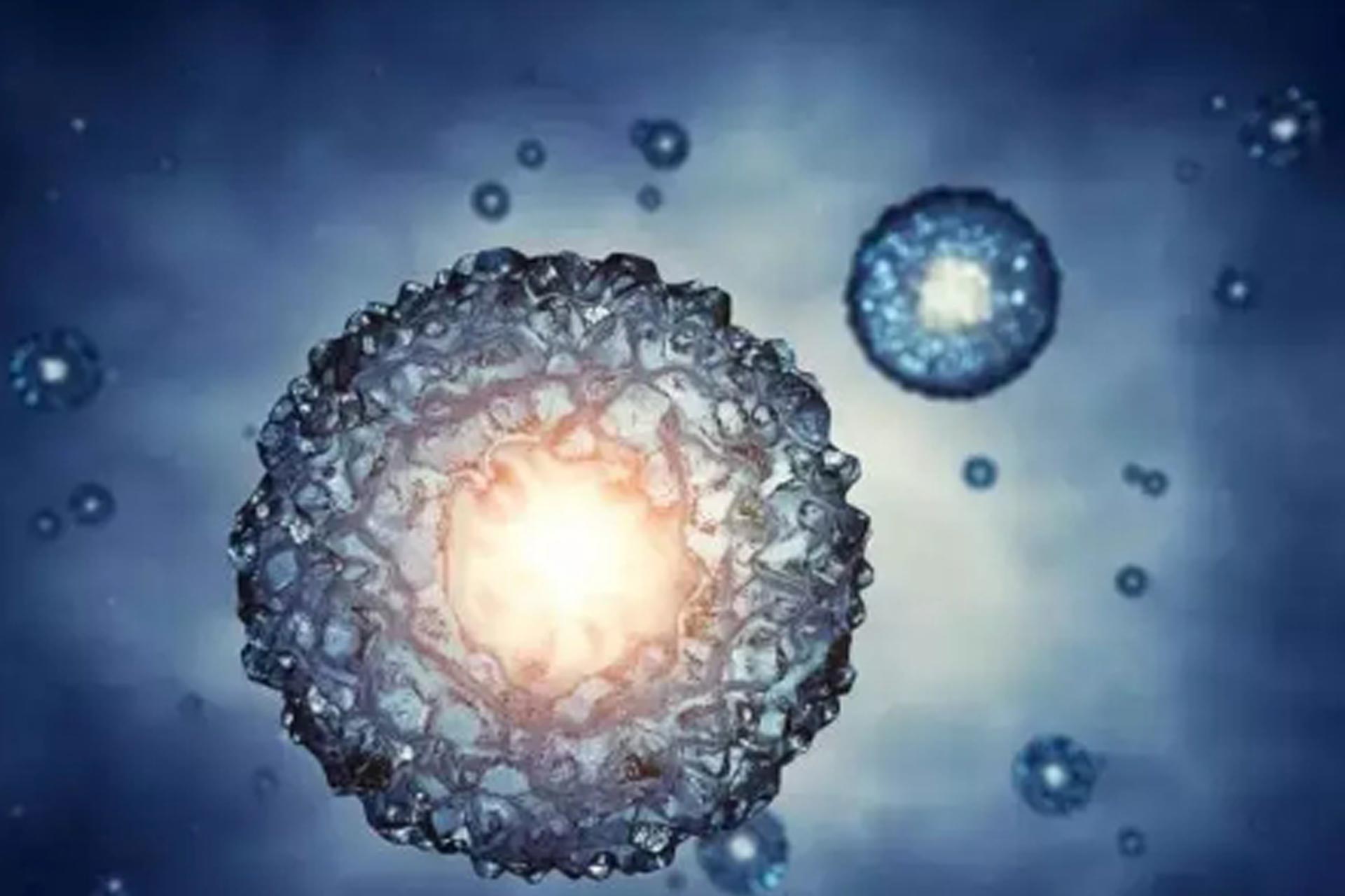 mammalian transient protein