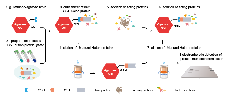experimental process